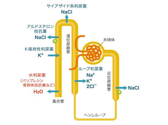 利尿作用のある食品や市販の薬などがあれば 