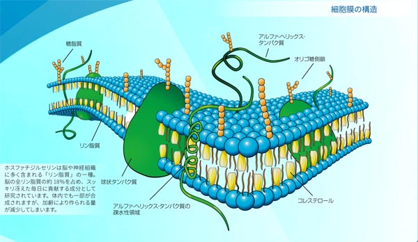 細胞膜の構造