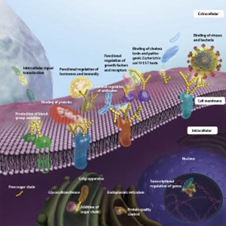 Exposing the potential of sugar chains for the diagnosis and treatment of disease