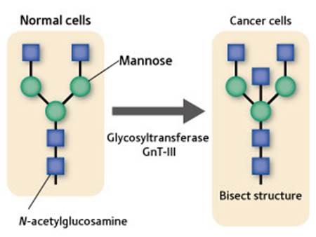 Exposing the potential of sugar chains for the diagnosis and treatment of disease