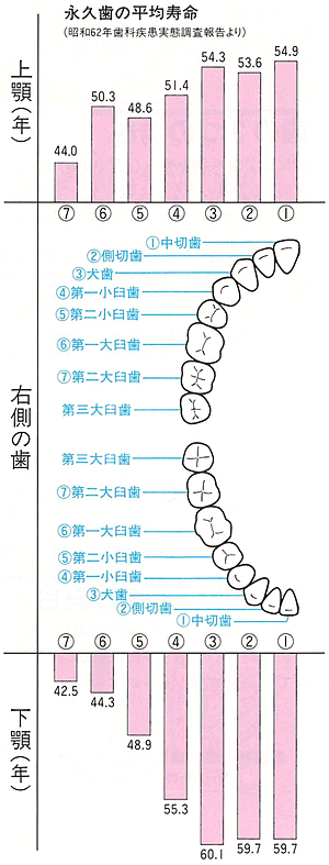 しっかりブラッシング