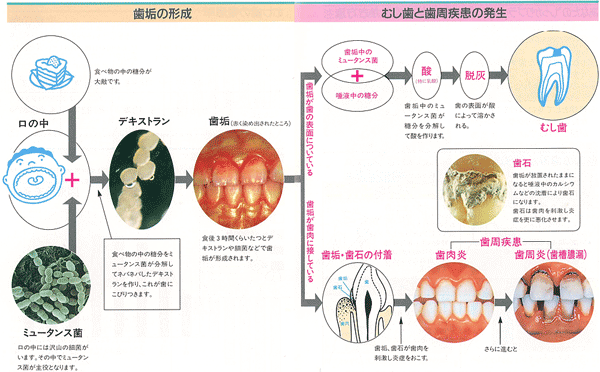 しっかりブラッシング