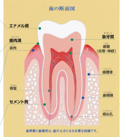 歯の断面図