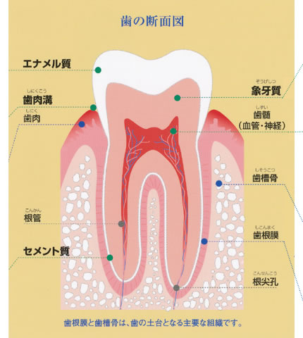 歯の断面図