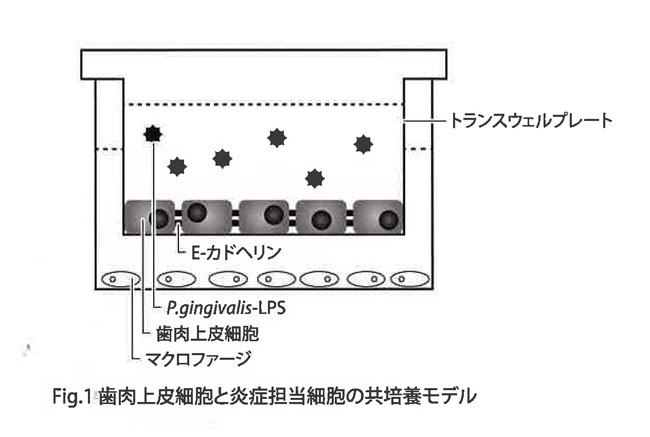 Fig.1 歯肉上皮細胞と炎症担当細胞の共培養モデル