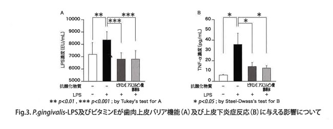 Fig.3 P.gingivalis-LPS及びビタミンEが歯肉上皮バリア機能(A)及び上皮下炎症反応(B)に与える影響について