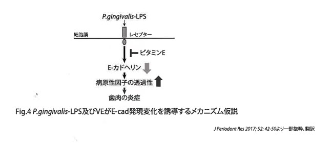 Fig.4 P.gingivalis-LPS及びVEがE-cad発現変化を誘導するメカニズム仮説