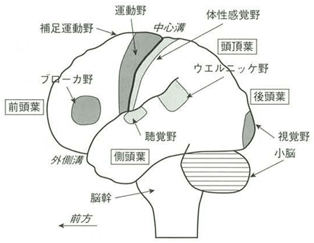 図1 脳左側面観図 