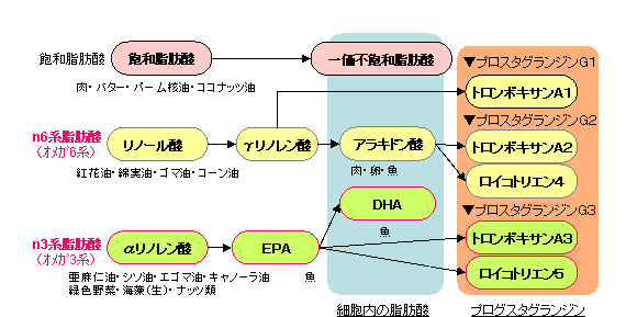 プロスタグランジン