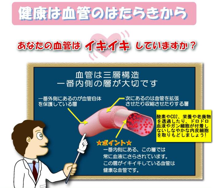 健康は血管のはたらきから