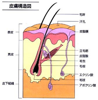 口腔内科医 4 アンチエイジング 抗加齢 歯科